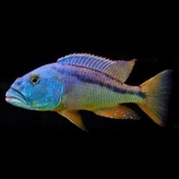 Aristochromis Christyi 6-7cm Aristochromis Christyi 6-7cm